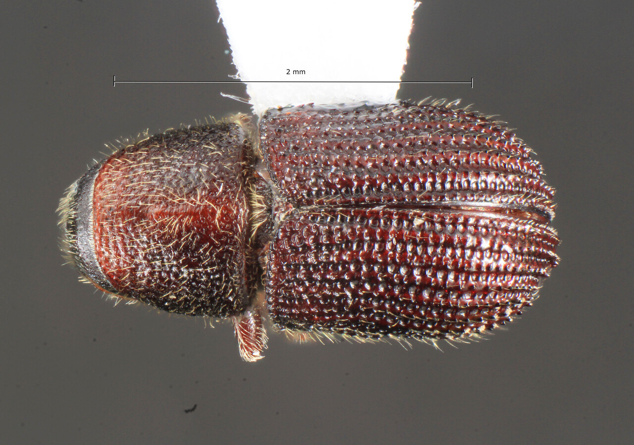 Genus / Species: Phloeotribus jujuya | Image Author: TH Atkinson | Location: Argentina, Salta, El Ucumar, 22 km N La Caldera | Collection: University of Texas Insect Collection