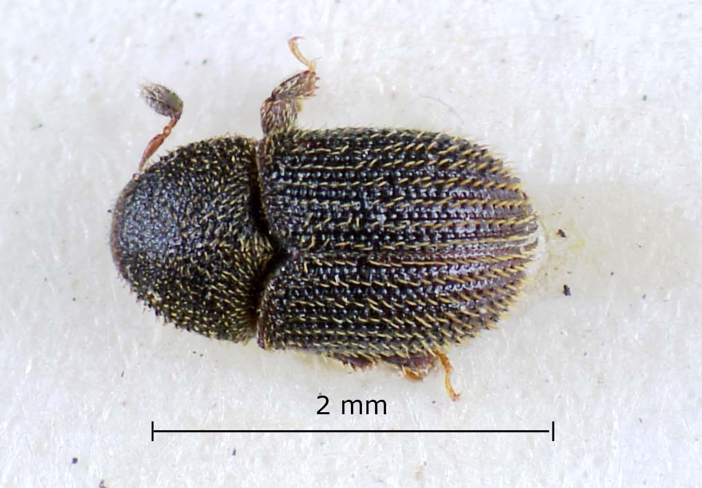 Genus / Species: Phloeotribus demessus | Image Author: LR Kirkendall | Location: México, Veracruz, Tuxpan | Image Type: lectotype | Collection: British Museum (Natural History)