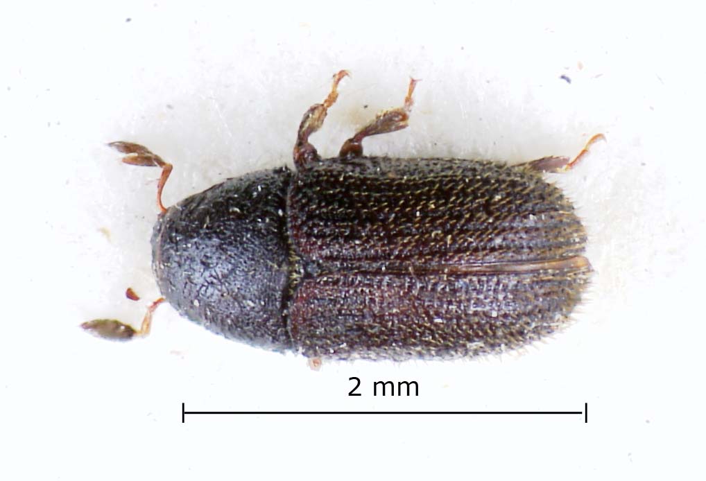 Genus / Species: Phloeotribus discrepans | Image Author: LR Kirkendall | Location: Panamá, Chiriquí, Volcan Chiriqui | Image Type: holotype | Collection: British Museum (Natural History)