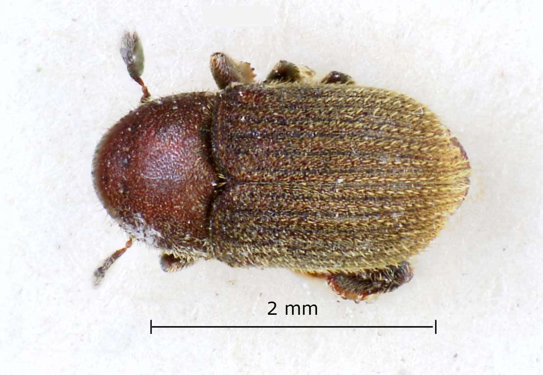 Genus / Species: Phloeotribus nubilus | Image Author: LR Kirkendall | Location: Guatemala, Quetzaltenango, Cerro Zunil | Image Type: lectotype | Collection: British Museum (Natural History)