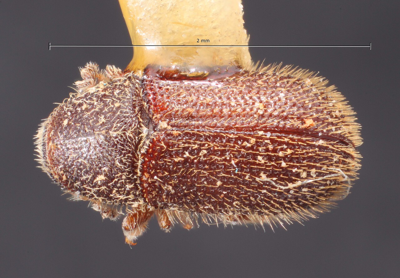 Genus / Species: Phloeotribus pruni | Image Author: TH Atkinson | Location: México, Chihuahua, Chihuahua, 24 km N | Image Type: holotype | Collection: Snow Entomological Museum, Univ. Kansas