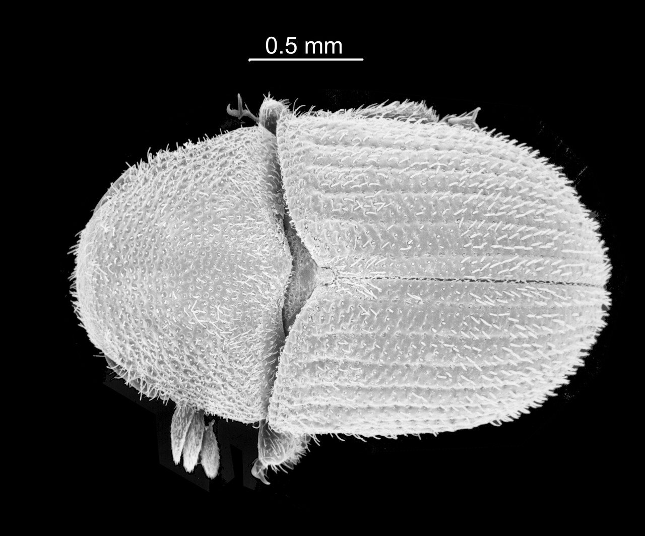 Genus / Species: Phloeotribus scabricollis | Image Author: TH Atkinson | Location: United States, Texas, Corpus Christi | Image Type: paratype | Collection: Texas A&M University Insect Collection