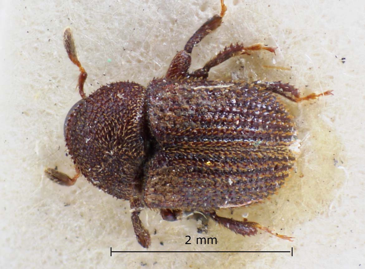 Genus / Species: Phloeotribus scabratus | Image Author: LR Kirkendall | Location: Panamá, Chiriquí, Volcán de Chiriqui | Image Type: lectotype | Collection: British Museum (Natural History)