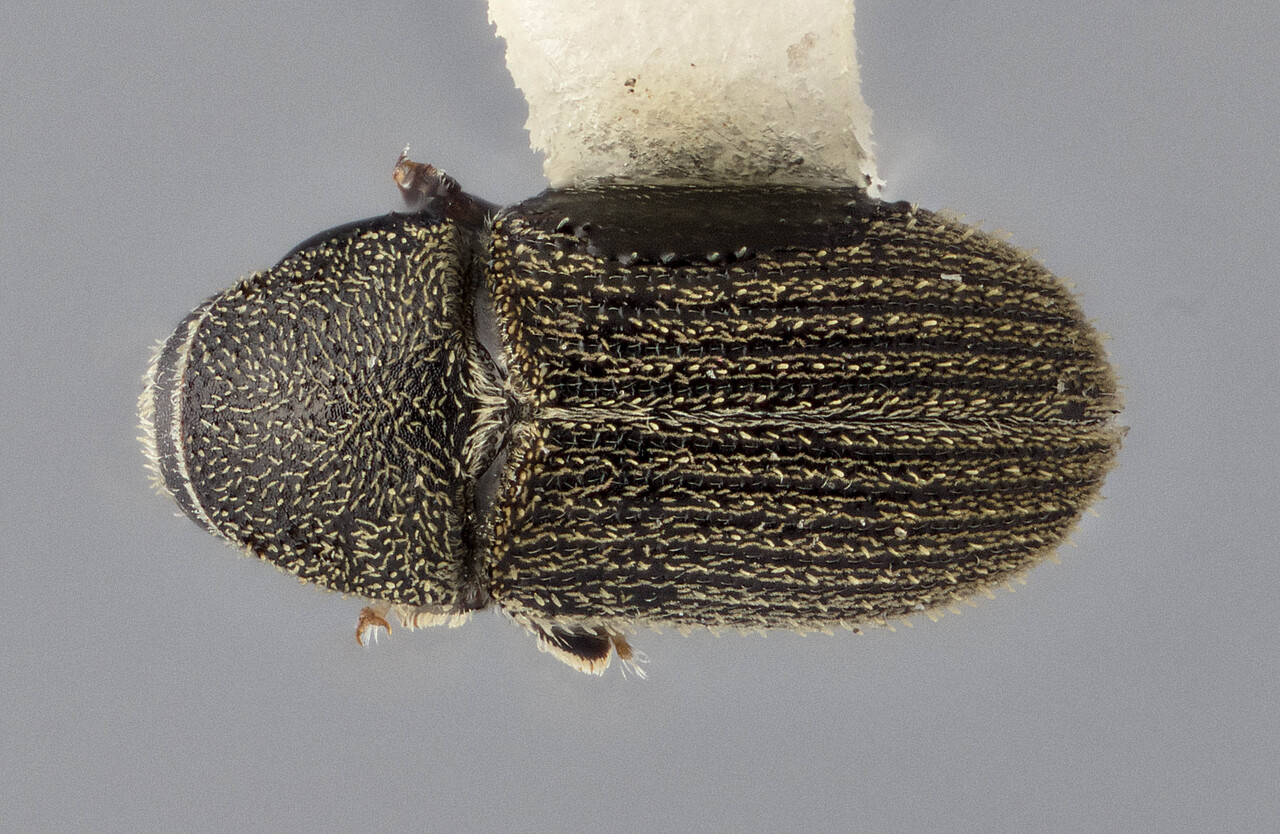 Genus / Species: Carphotoreus alni | Image Author: J Buffam | Location: México, Oaxaca, Juchatengo, 26 mi S, hwy 131 | Image Type: paratype | Collection: Entomology
