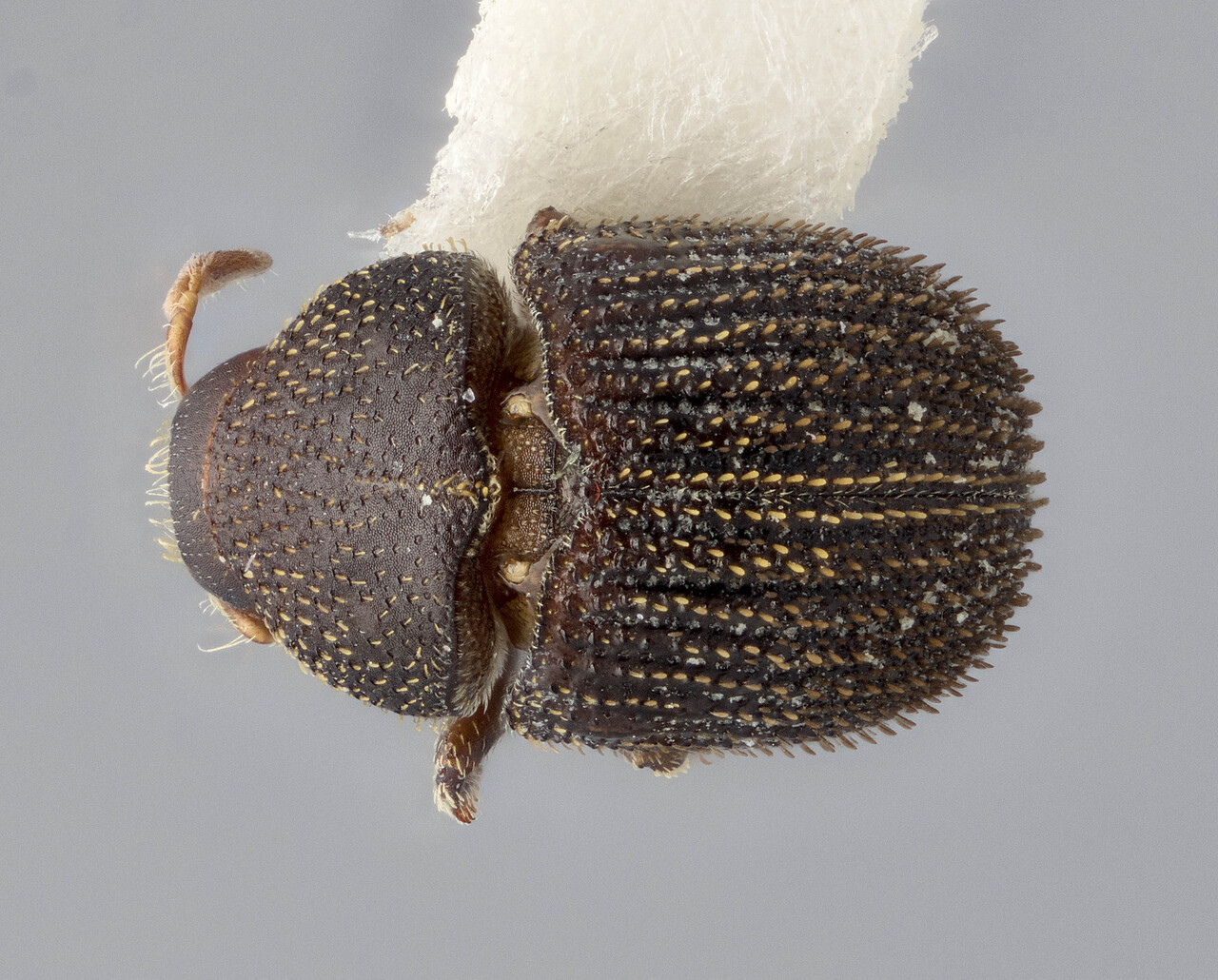 Genus / Species: Chramesus aquilus | Image Author: J Buffam | Location: México, Chiapas, Ocosingo, 8 mi (13 km) N  | Image Type: holotype | Collection: Canadian National Collection of Insects, Arachnids and Nematodes