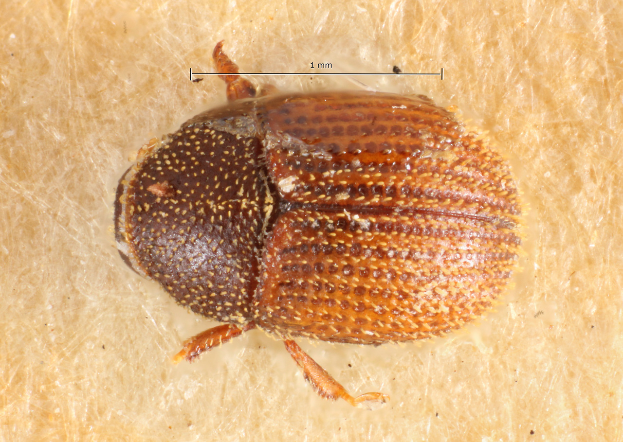 Genus / Species: Chramesus brasiliensis | Image Author: TH Atkinson | Location: Brazil, Mato Grosso, Corumba | Image Type: holotype | Collection: Museo de Zoologia