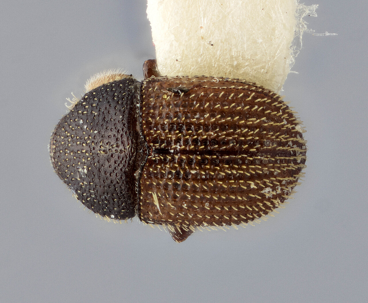 Genus / Species: Chramesus opacicollis | Image Author: J Buffam | Location: Jamaica, Whitefield Hall | Image Type: holotype | Collection: Canadian National Collection of Insects, Arachnids and Nematodes