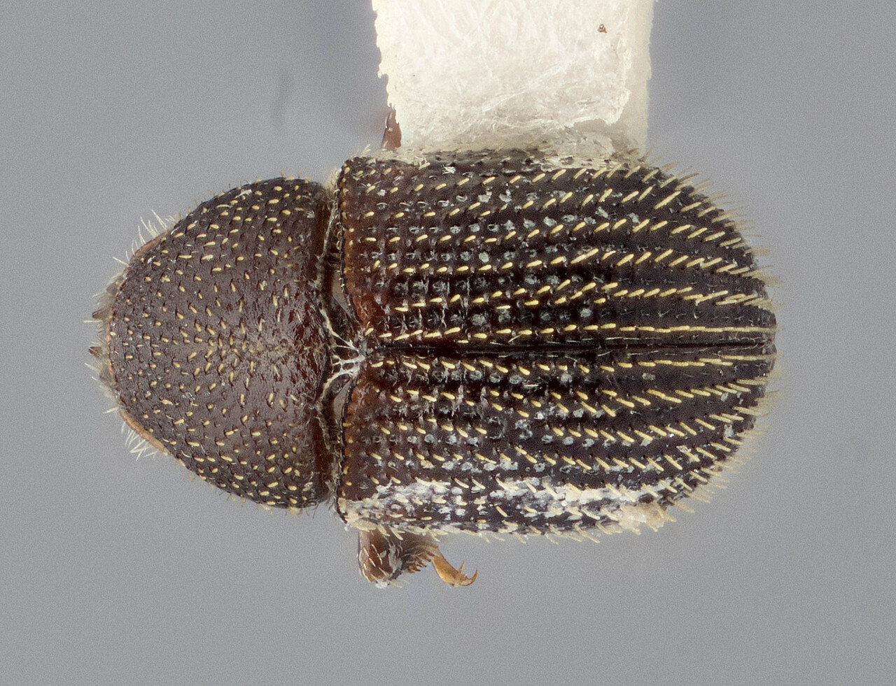 Genus / Species: Chramesus corniger | Image Author: J Buffam | Location: México, Veracruz, Lago de Catemaco | Image Type: holotype | Collection: Canadian National Collection of Insects, Arachnids and Nematodes