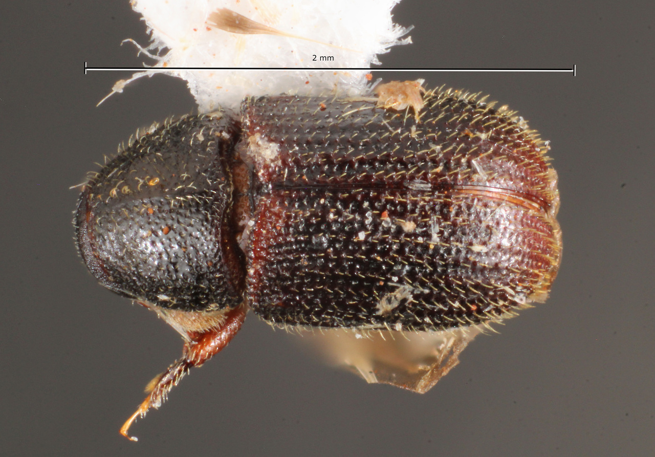 Genus / Species: Chramesus cylindricus | Image Author: TH Atkinson | Location: Brazil, Minas Gerais, Capinópolis | Collection: Faculdade de Engenharia