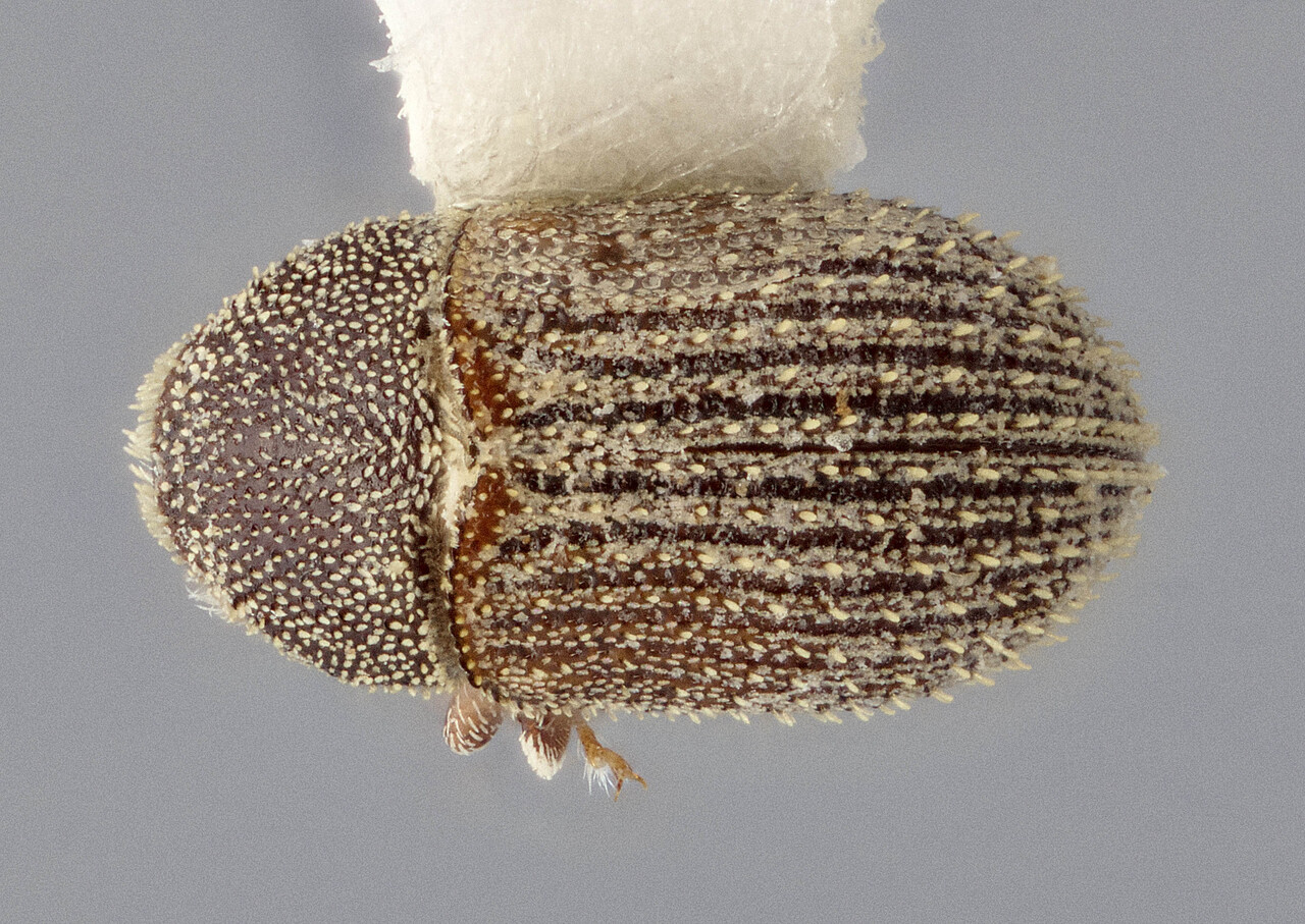 Genus / Species: Chramesus disparilis | Image Author: J Buffam | Location: México, Chiapas, Lagos de Colores, Lagunas de Montebello Natl. Pk. | Image Type: holotype | Collection: Canadian National Collection of Insects, Arachnids and Nematodes