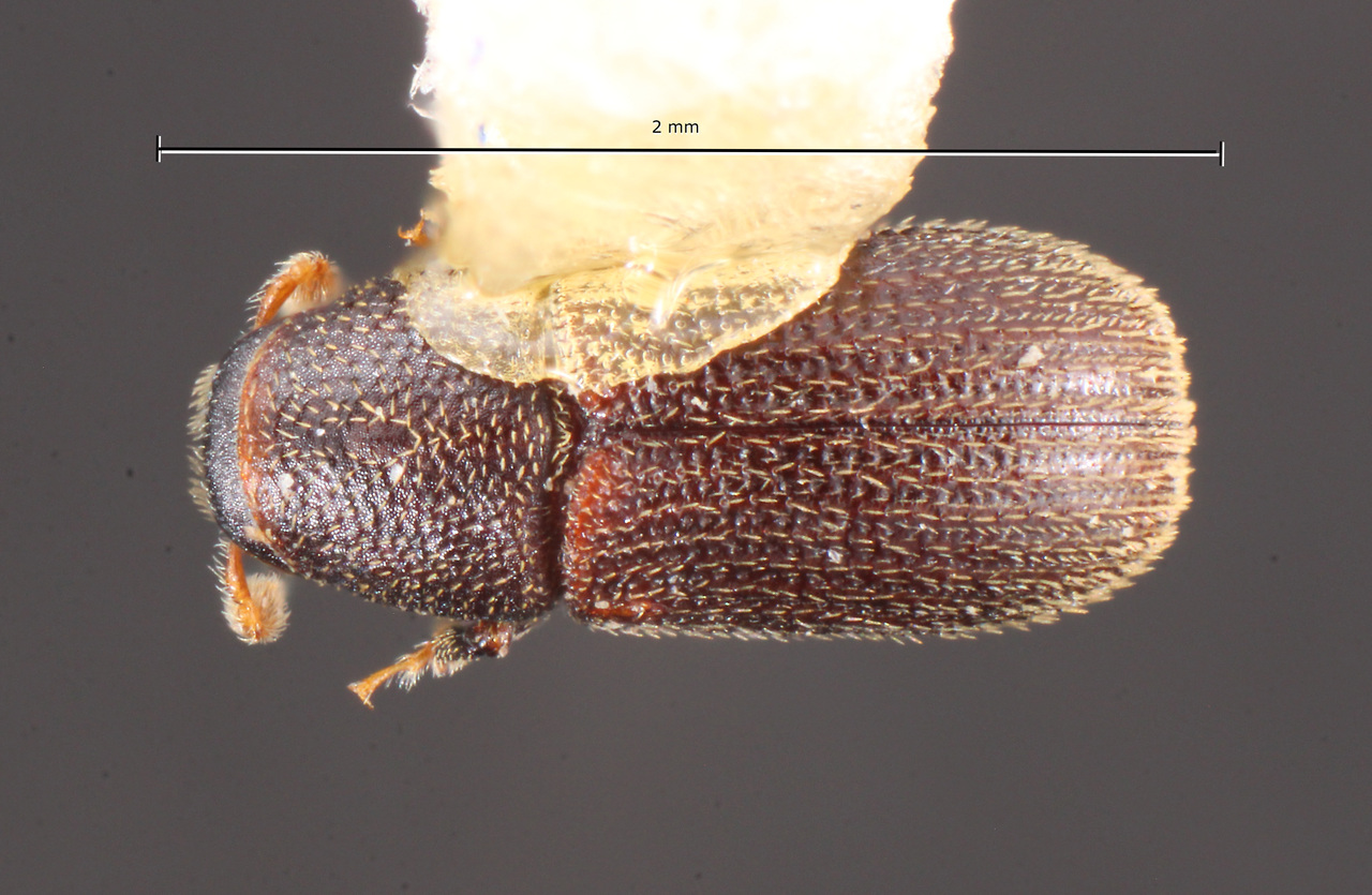 Genus / Species: Chramesus exilis | Image Author: TH Atkinson | Location: México, Jalisco, El Tuito | Collection: Centro de Entomología y Acarología