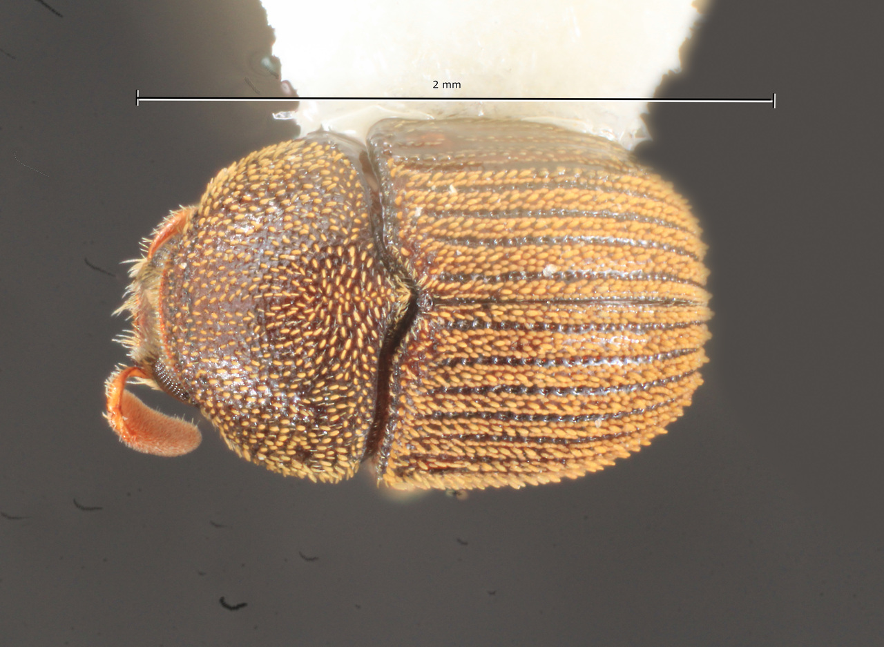 Genus / Species: Chramesus exul | Image Author: TH Atkinson | Location: México, Oaxaca, Jalapa del Marqués | Collection: University of Texas Insect Collection