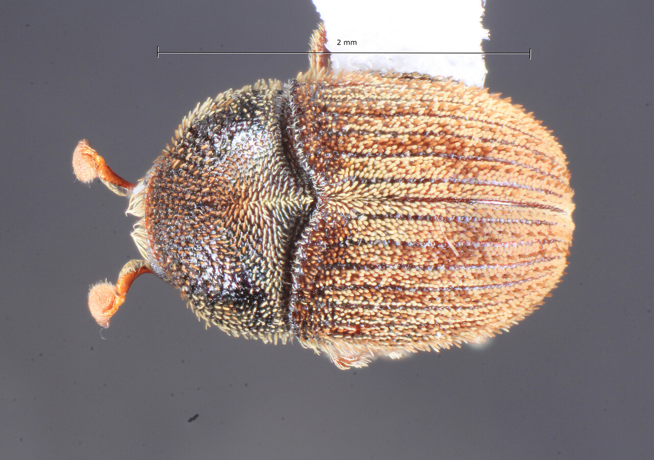 Genus / Species: Chramesus globosus | Image Author: TH Atkinson | Location: Argentina, La Rioja, El Duraznillo | Collection: Florida State Collection of Arthropods