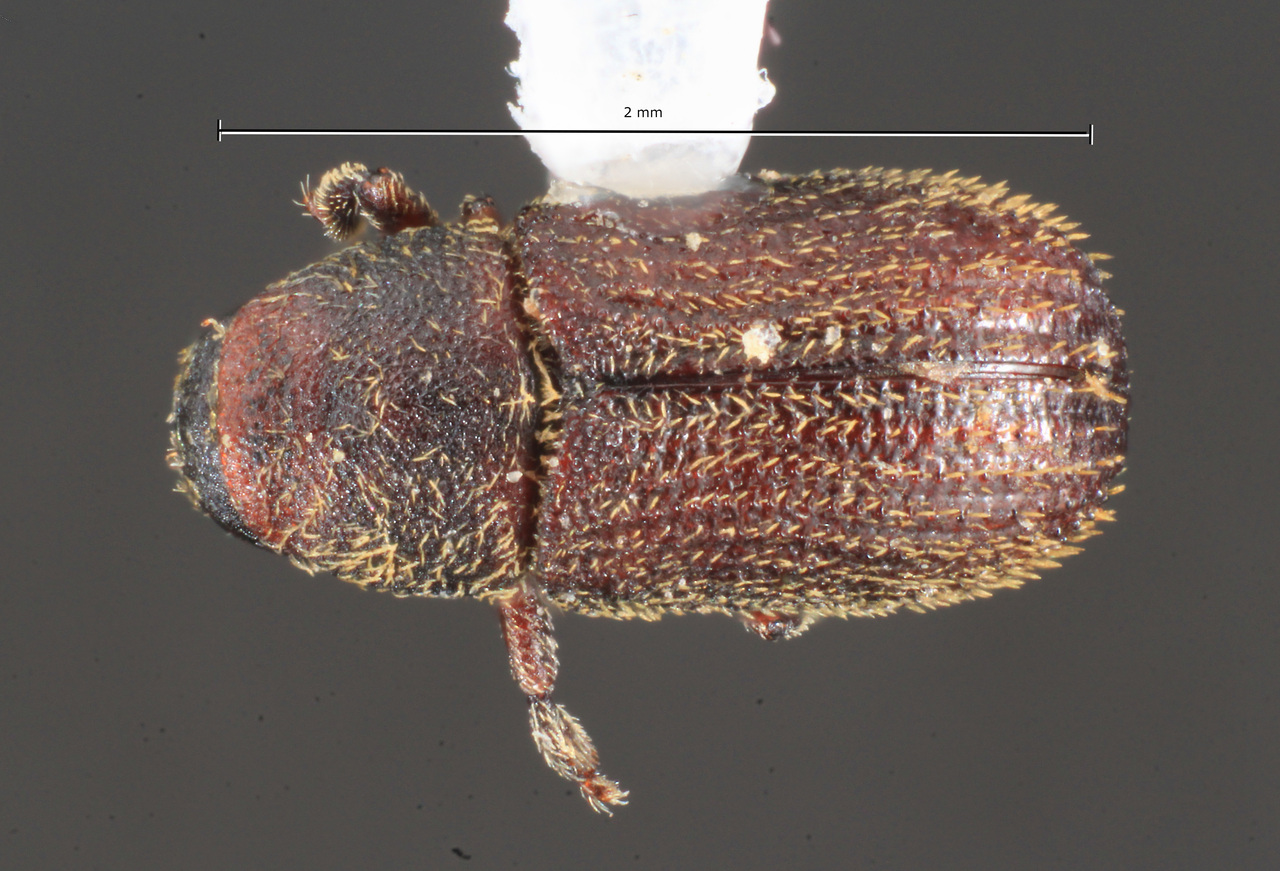 Genus / Species: Chramesus incomptus | Image Author: TH Atkinson | Location: México, México, Ocuilán, 3 km NE Mexicapa | Collection: University of Texas Insect Collection