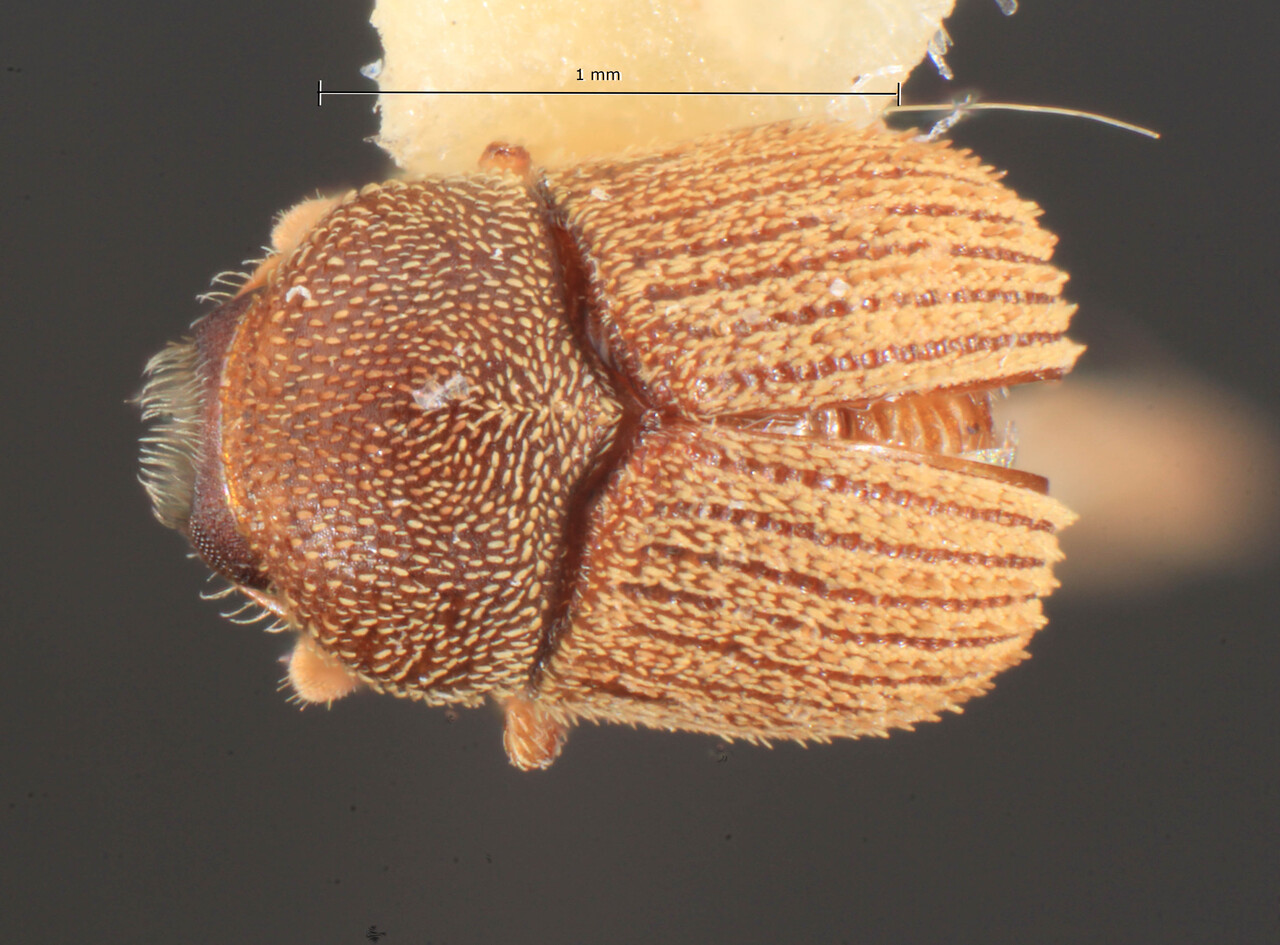Genus / Species: Chramesus lepidotus | Image Author: TH Atkinson | Location: Lesser Antilles, Grenada, St. Andrew, Mirabeau Agric. Lab. | Image Type: holotype | Collection: Florida State Collection of Arthropods