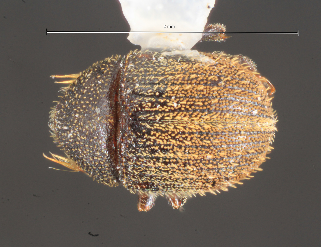 Genus / Species: Chramesus microporosus | Image Author: TH Atkinson | Location: México, Chiapas, Metzabok | Collection: University of Texas Insect Collection
