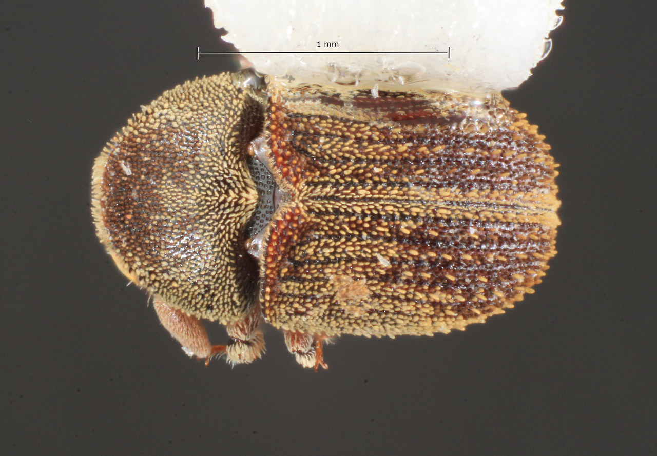 Genus / Species: Chramesus mimosae | Image Author: TH Atkinson | Location: México, Nuevo León, Montemorelos | Collection: Texas A&M University Insect Collection