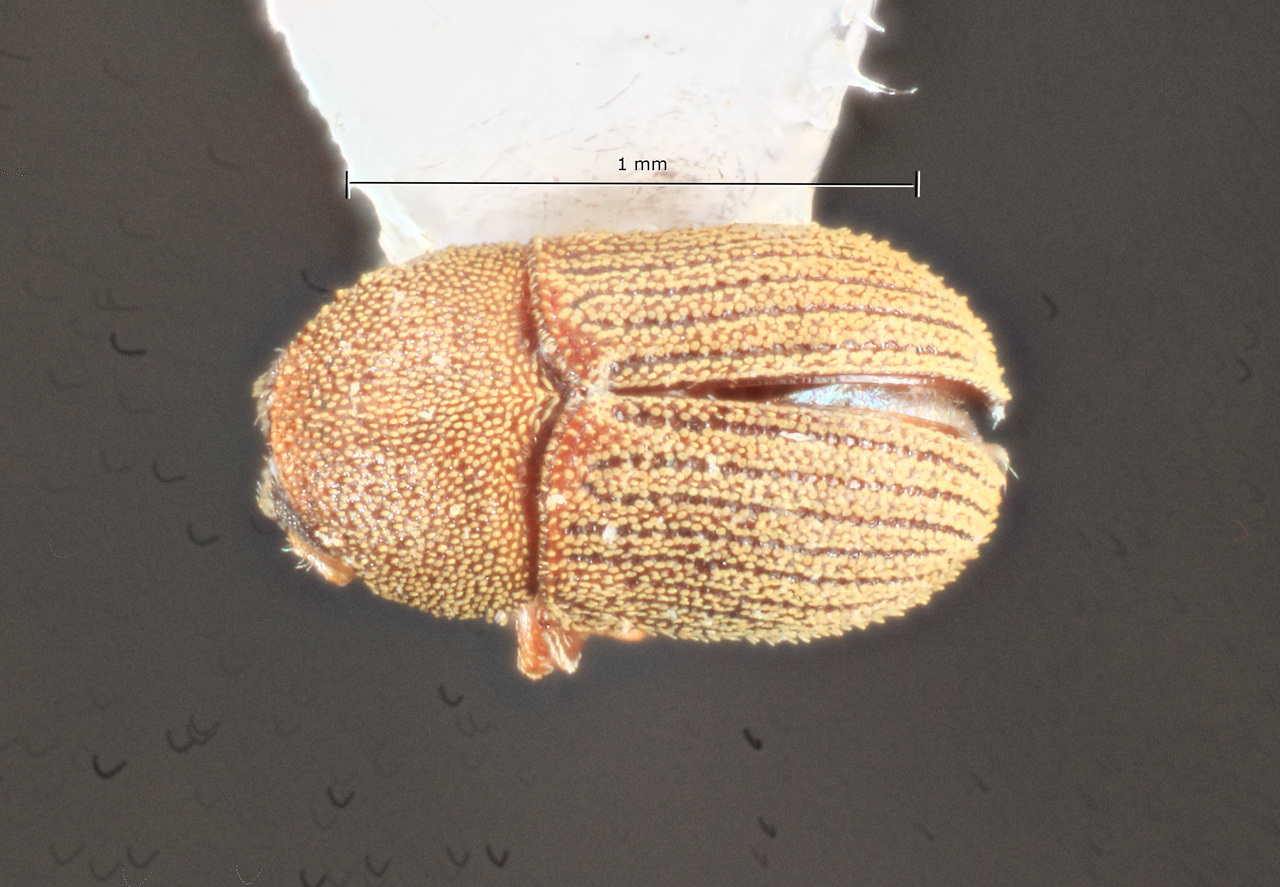 Genus / Species: Chramesus minulus | Image Author: TH Atkinson | Location: México, Oaxaca, Uxpanapa | Collection: Centro de Entomología y Acarología