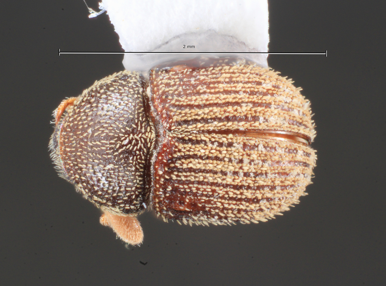 Genus / Species: Chramesus securus | Image Author: TH Atkinson | Location: México, Jalisco, Chamela | Collection: University of Texas Insect Collection