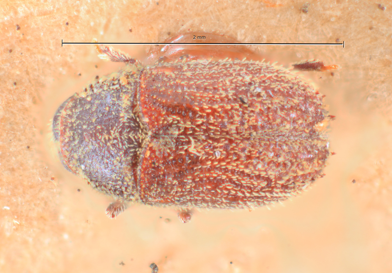 Genus / Species: Chramesus spinosus | Image Author: TH Atkinson | Location: Argentina, Buenos Aires, Buenos Aires (provincia) | Image Type: syntype | Collection: Museo Argentino de Ciencias Naturales