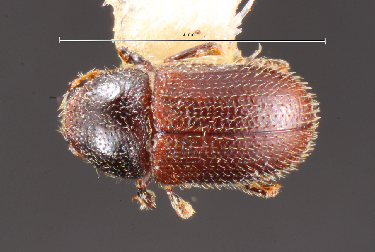 Genus / Species: Chramesus tibialis | Image Author: TH Atkinson | Location: México, Veracruz, Uxpanapa | Collection: Centro de Entomología y Acarología