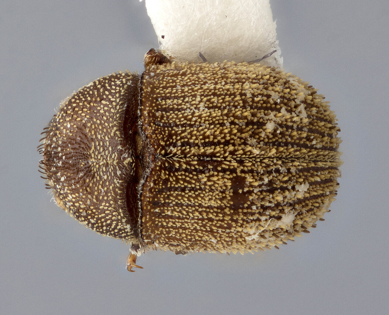 Genus / Species: Chramesus variabilis | Image Author: J Buffam | Location: México, Veracruz, Lago de Catemaco | Image Type: holotype | Collection: Canadian National Collection of Insects, Arachnids and Nematodes