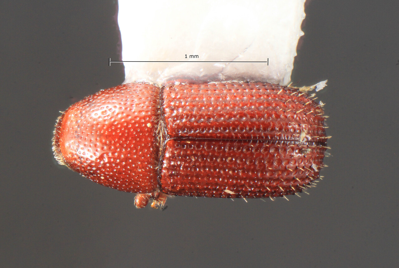 Genus / Species: Cladoctonus brevisetosus | Image Author: TH Atkinson | Location: Puerto Rico, Casa Cubuy, hwy. 191 nr. Florida | Collection: Florida State Collection of Arthropods