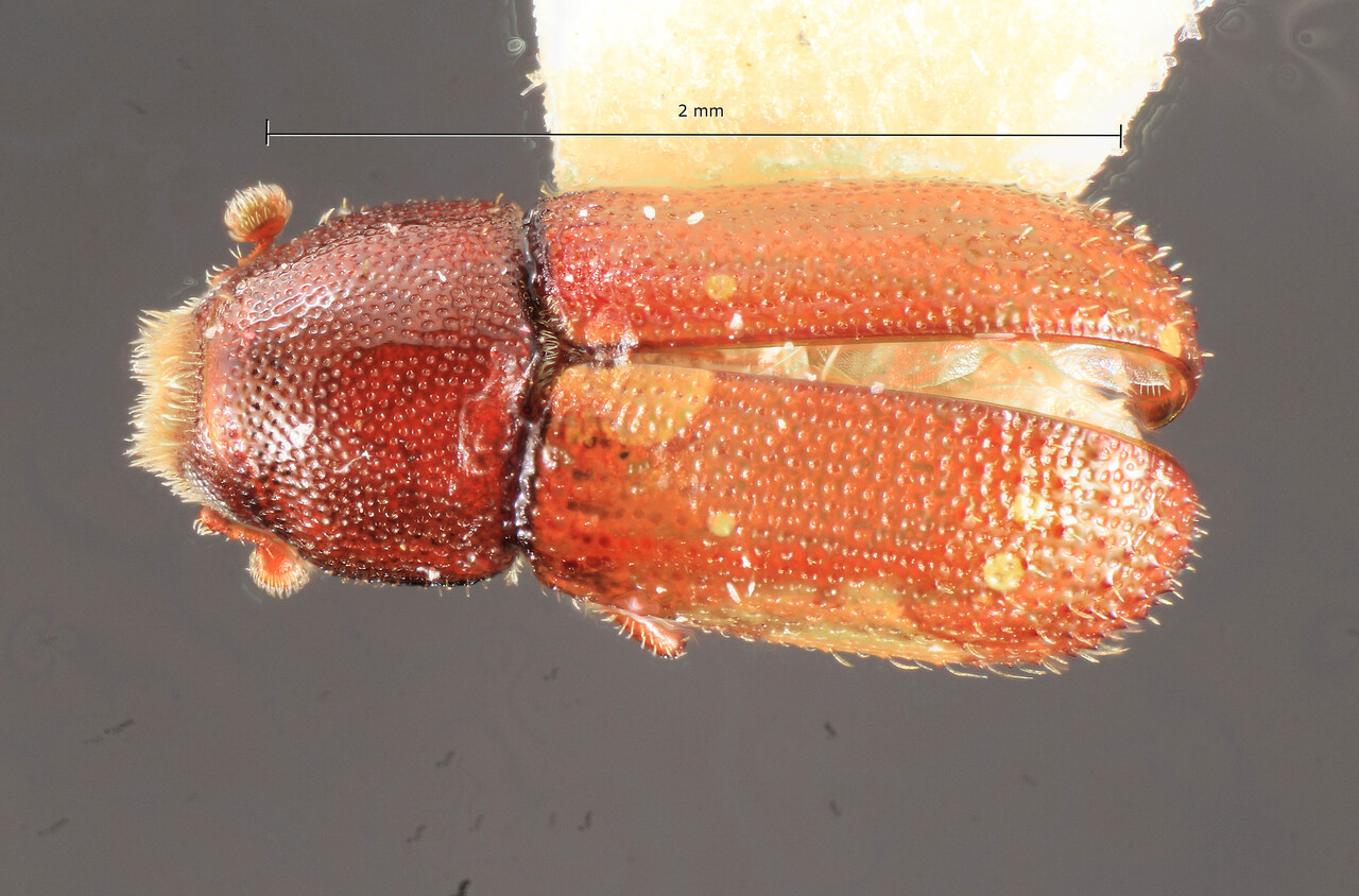 Genus / Species: Cladoctonus torosus | Image Author: TH Atkinson | Location: Lesser Antilles, Grenada, Mirabeau Agric. Lab. | Image Type: holotype | Collection: Florida State Collection of Arthropods