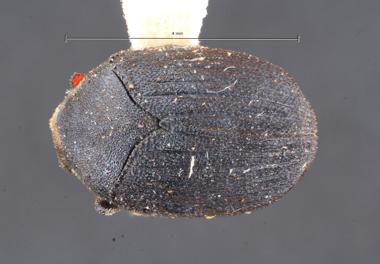 Genus / Species: Dendrosinus globosus | Image Author: TH Atkinson | Location: Panamá, Panamá, Barro Colorado Isl. | Collection: Texas A&M University Insect Collection