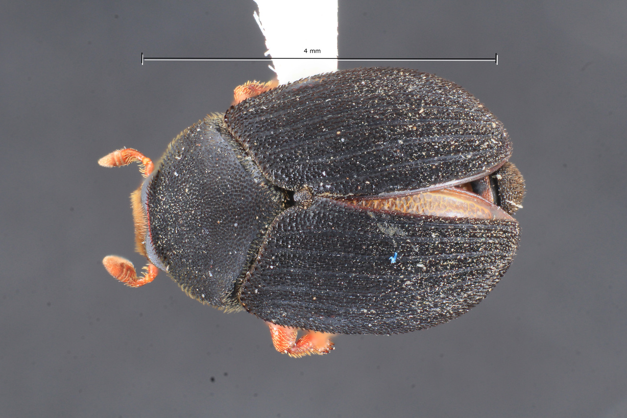 Genus / Species: Dendrosinus transversalis | Image Author: TH Atkinson | Location: Costa Rica, Limón, Guapiles | Collection: Texas A&M University Insect Collection