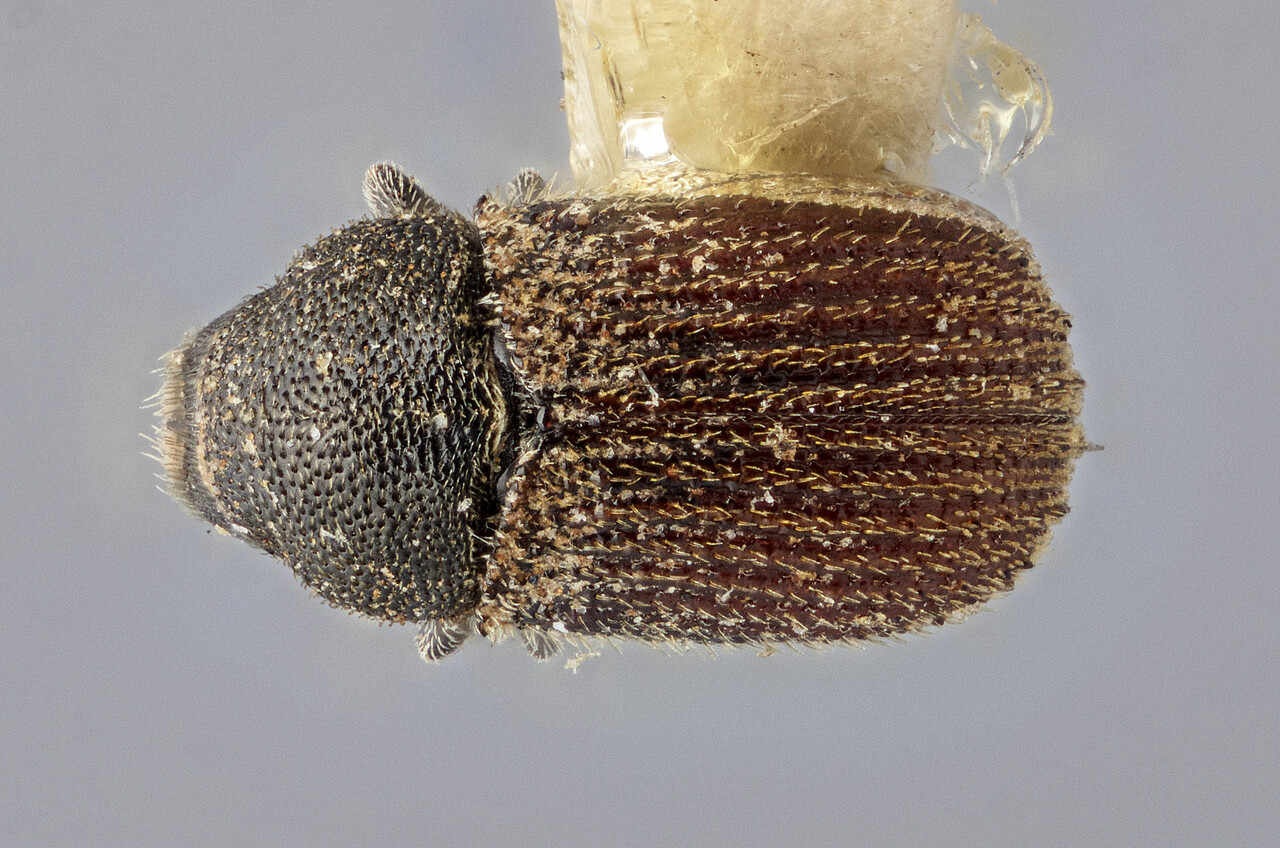 Genus / Species: Phloeosinus antennatus | Image Author: J Buffam | Location: United States, California, Strawberry | Image Type: holotype | Collection: Canadian National Collection of Insects, Arachnids and Nematodes