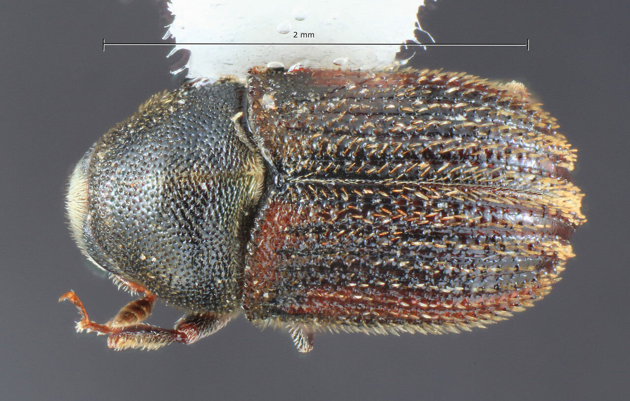 Genus / Species: Phloeosinus arizonicus | Image Author: TH Atkinson | Location: México, Coahuila, Saltillo | Collection: University of Texas Insect Collection