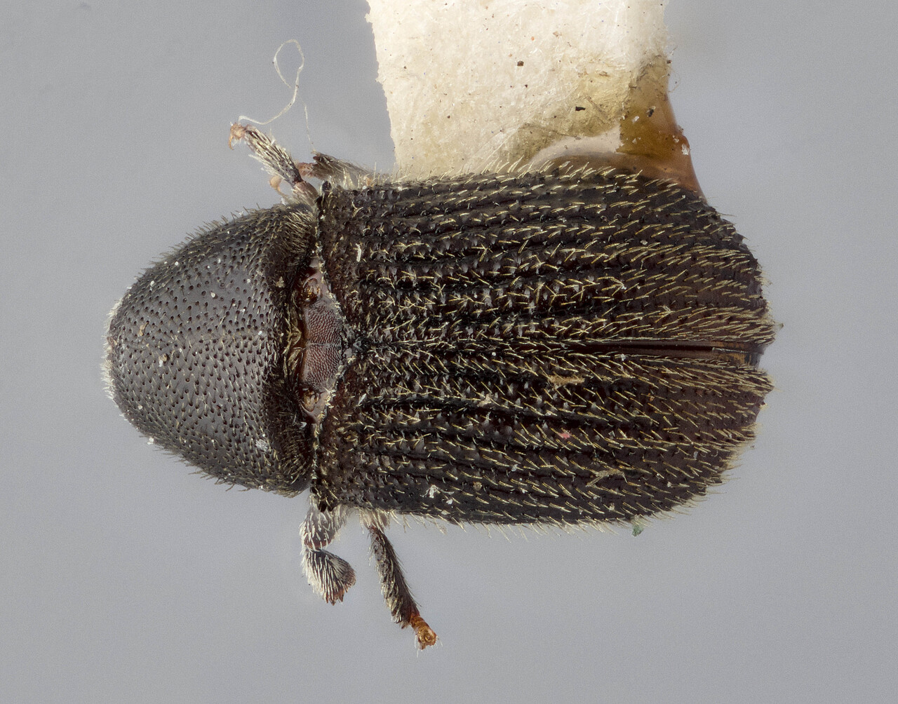 Genus / Species: Phloeosinus canadensis | Image Author: J Buffam | Location: Canada, Quebec, Ste. Anne de Bellevue | Image Type: lectotype | Collection: Canadian National Collection of Insects, Arachnids and Nematodes