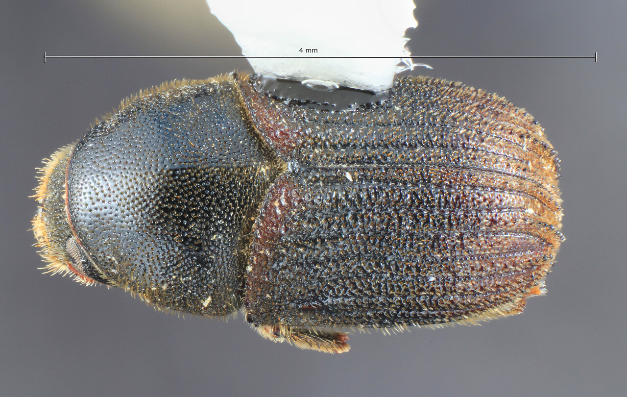 Genus / Species: Phloeosinus cristatus | Image Author: TH Atkinson | Location: México, Sonora, Vallecitos | Collection: University of Texas Insect Collection