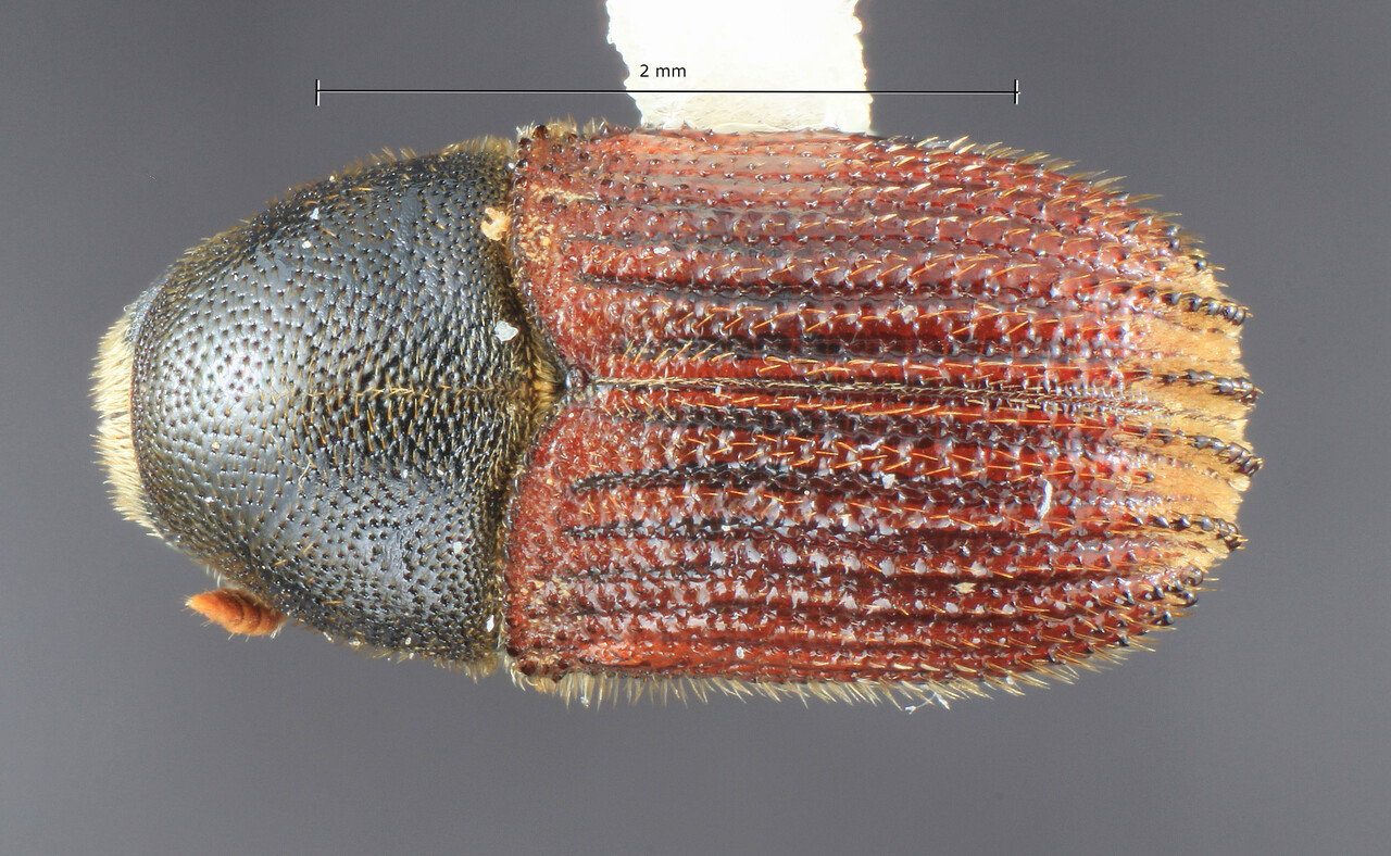 Genus / Species: Phloeosinus cupressi | Image Author: TH Atkinson | Location: United States, California, Goleta | Collection: University of Texas Insect Collection
