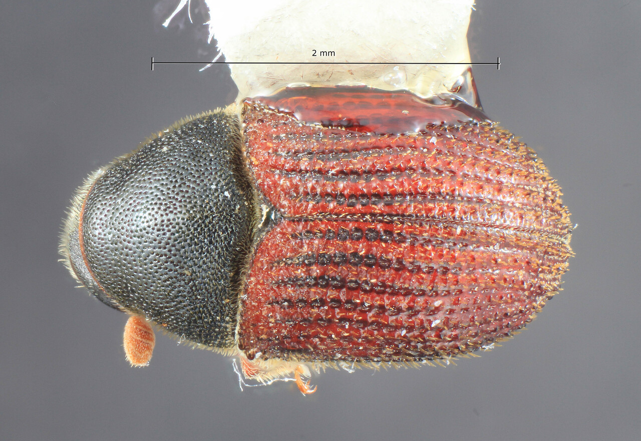 Genus / Species: Phloeosinus deleoni | Image Author: TH Atkinson | Location: México, Oaxaca, Textlihuaca, 13 km NW, carr. 135 | Collection: University of Texas Insect Collection