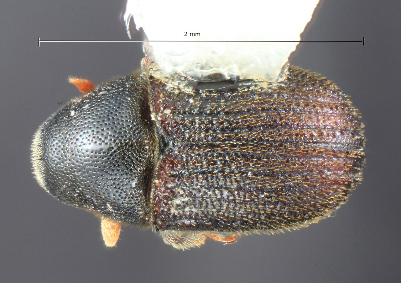 Genus / Species: Phloeosinus dentatus | Image Author: TH Atkinson | Location: United States, Michigan, E. State Road 2 mi N. of Lansing | Collection: Arthropod research Collection