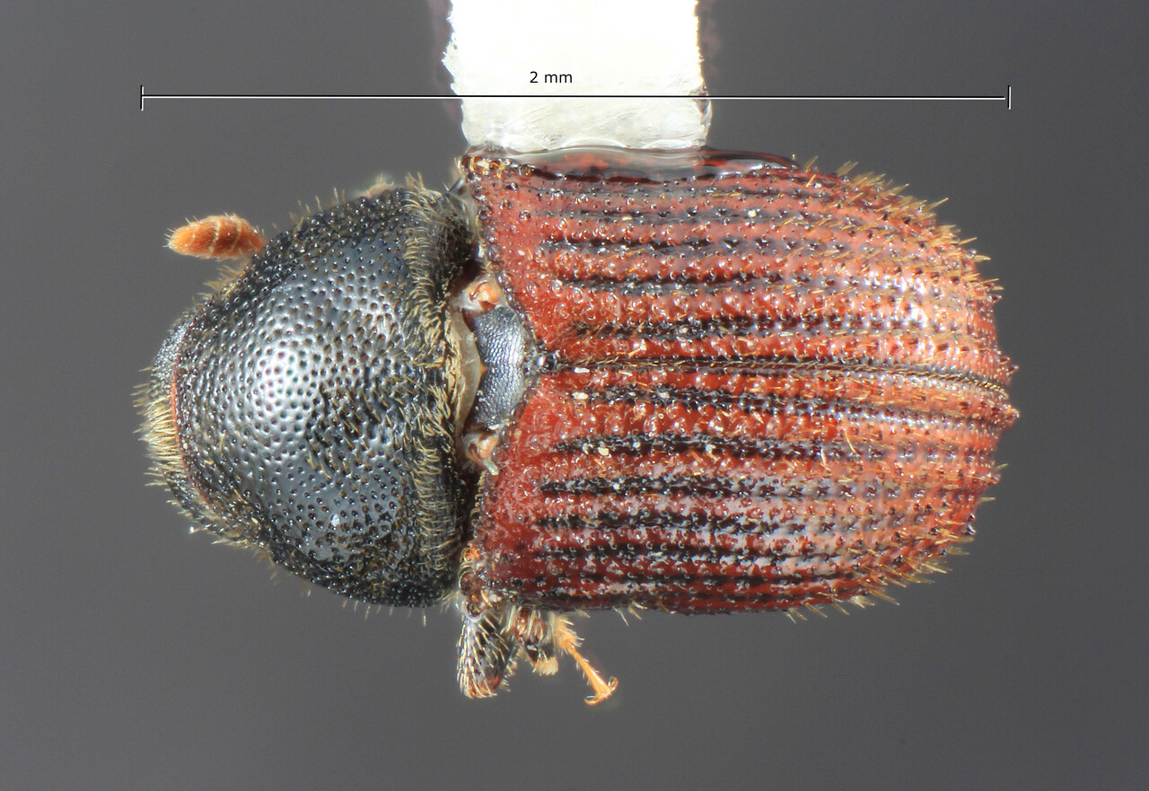 Genus / Species: Phloeosinus frontalis | Image Author: TH Atkinson | Location: United States, California, Sun City | Collection: University of Texas Insect Collection