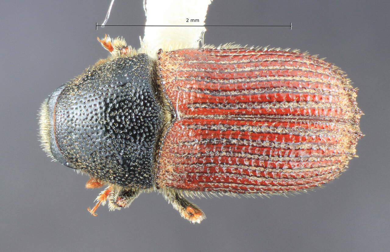 Genus / Species: Phloeosinus fulgens | Image Author: TH Atkinson | Location: United States, California, Camp Nelson | Collection: University of Texas Insect Collection