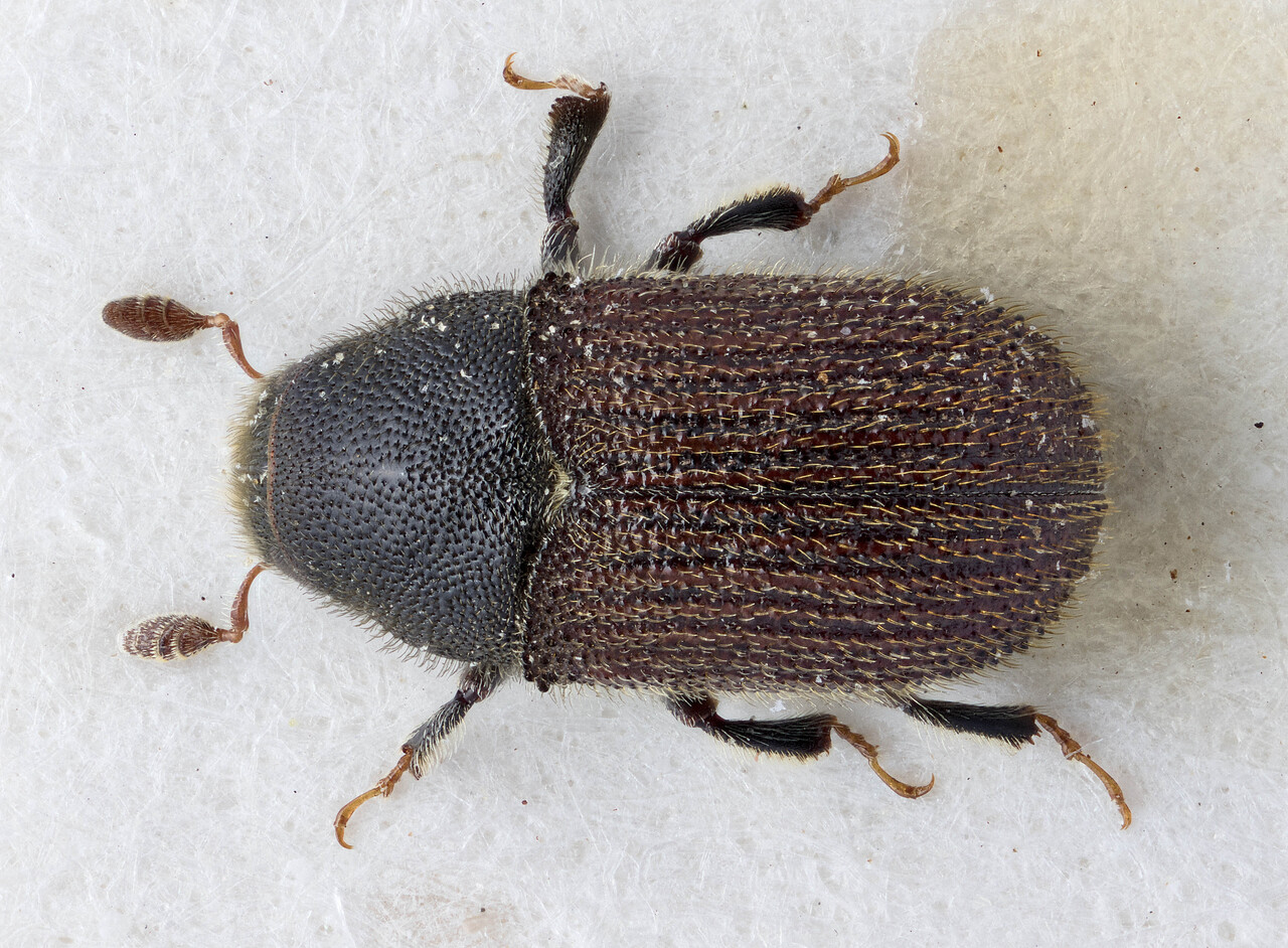 Genus / Species: Phloeosinus gillerforsi | Image Author: J Buffam | Location: Azores, Cabo de Teixa | Image Type: holotype | Collection: Canadian National Collection of Insects, Arachnids and Nematodes