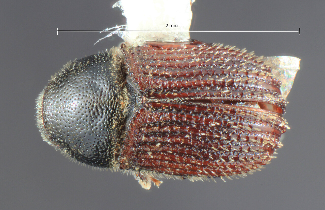 Genus / Species: Phloeosinus hoppingi | Image Author: TH Atkinson | Location: United States, California, Owens Valley | Collection: University of Texas Insect Collection