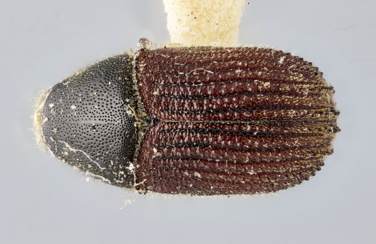 Genus / Species: Phloeosinus serratus | Image Author: J Buffam | Location: United States, California, Scaffold Meadows | Image Type: lectotype | Collection: Canadian National Collection of Insects, Arachnids and Nematodes