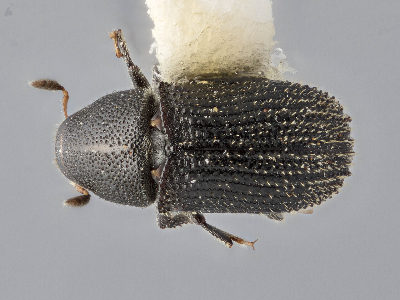 Genus / Species: Hyledius kinabaluensis | Image Author: J Buffam | Location: Malaysia, Sabah, Panar Laban, Mt. Kinabalu N.P. | Image Type: holotype | Collection: Canadian National Collection of Insects, Arachnids and Nematodes