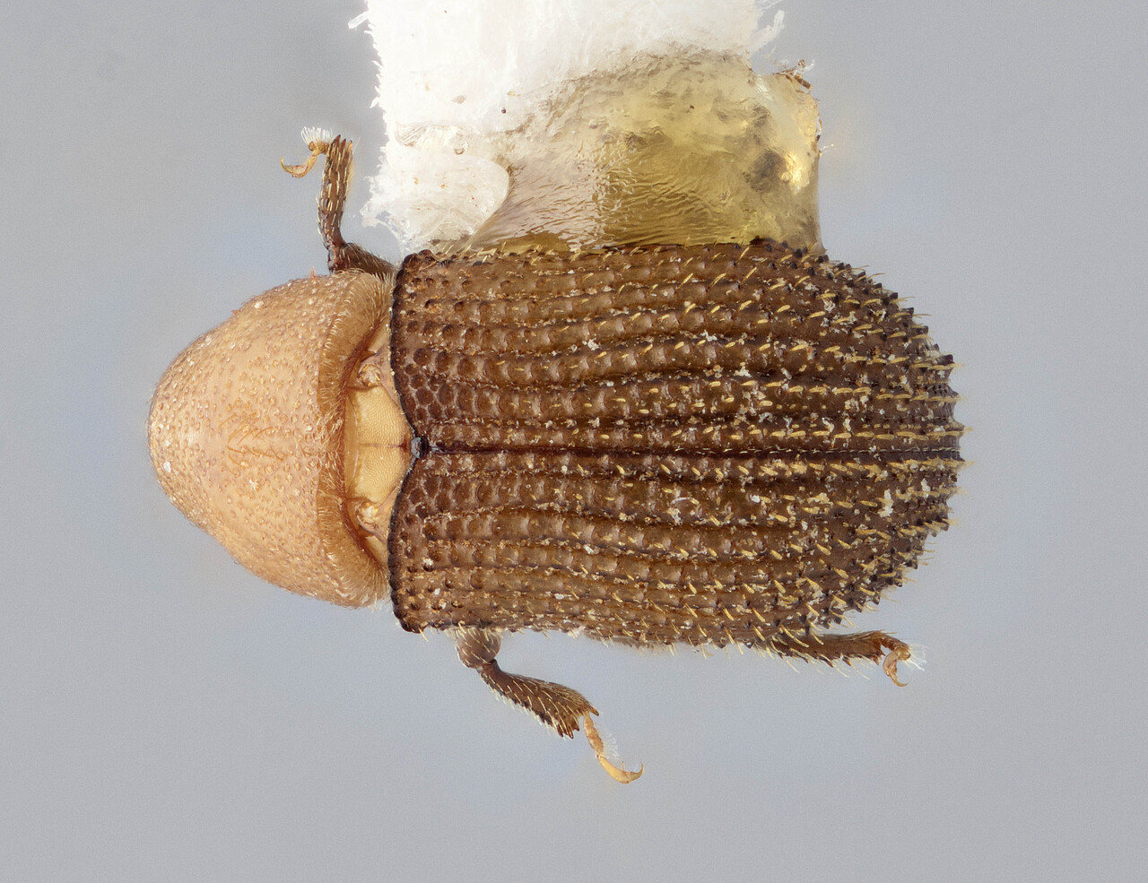 Genus / Species: Hyledius phyllocladus | Image Author: J Buffam | Location: Malaysia, Sabah, Layang-Layang, Mt. Kinabalu N.P. | Image Type: holotype | Collection: Canadian National Collection of Insects, Arachnids and Nematodes