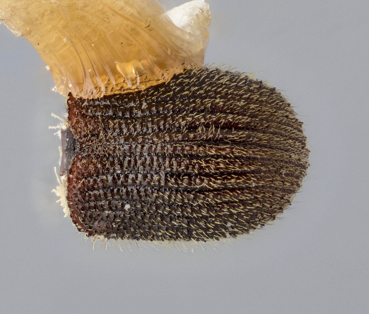 Genus / Species: Phloeosinus pini | Image Author: J Buffam | Location: Canada, Quebec, Berry Mtn. Brook Cascapedia River | Image Type: holotype | Collection: Canadian National Collection of Insects, Arachnids and Nematodes