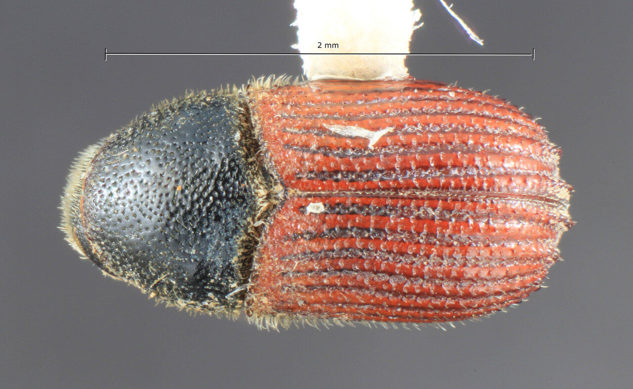 Genus / Species: Phloeosinus punctatus | Image Author: TH Atkinson | Location: United States, California, Grass Valley | Collection: University of Texas Insect Collection