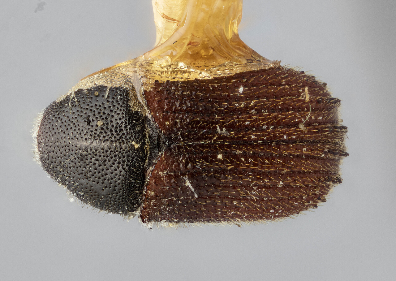 Genus / Species: Phloeosinus scopulorum scopulorum | Image Author: J Buffam | Location: Canada, British Columbia, Williams Lake | Image Type: holotype | Collection: Canadian National Collection of Insects, Arachnids and Nematodes