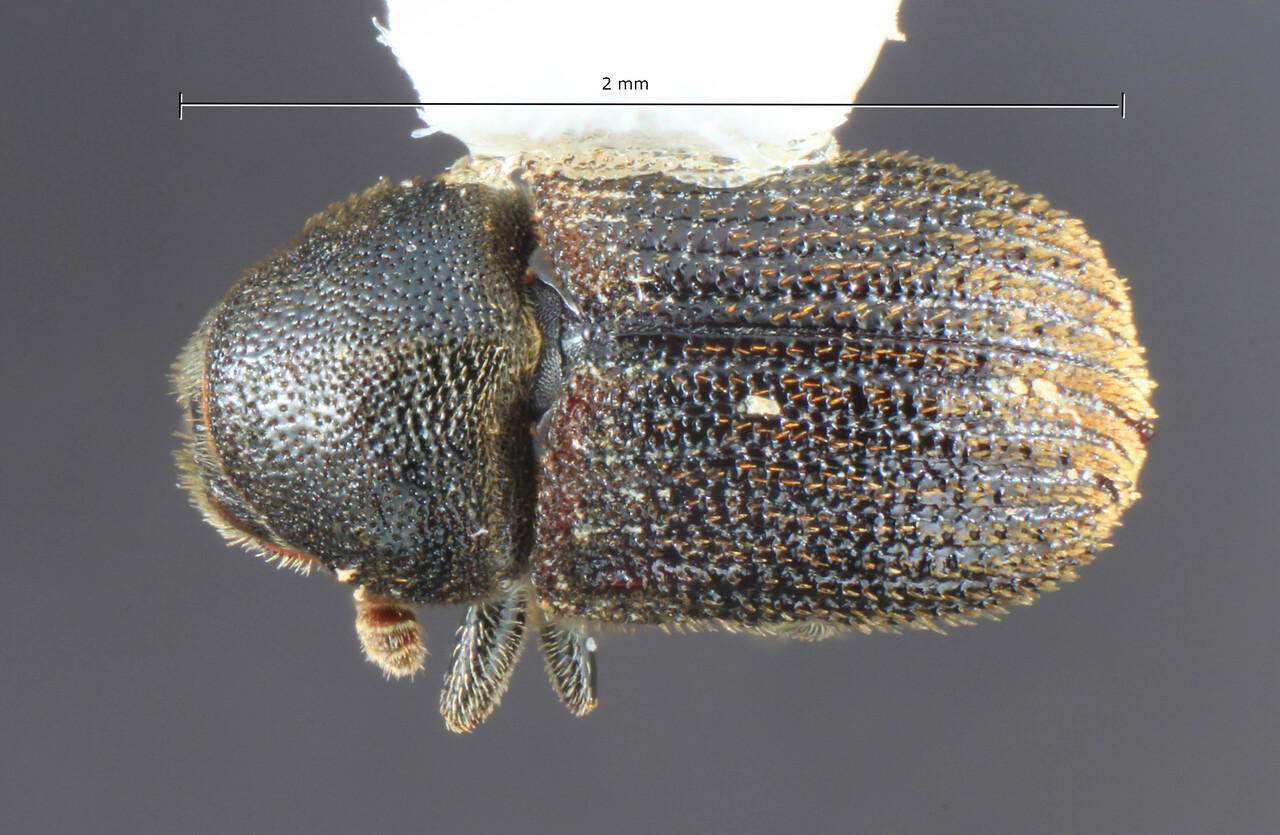 Genus / Species: Phloeosinus tacubayae | Image Author: TH Atkinson | Location: Nicaragua, Estelí, La Almaciguera | Collection: University of Texas Insect Collection