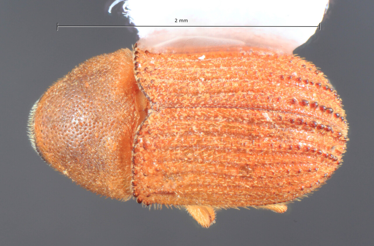 Genus / Species: Phloeosinus taxodii taxodii | Image Author: TH Atkinson | Location: United States, Texas, Westlake Hills, Lake Austin at River Hills Drive | Collection: University of Texas Insect Collection
