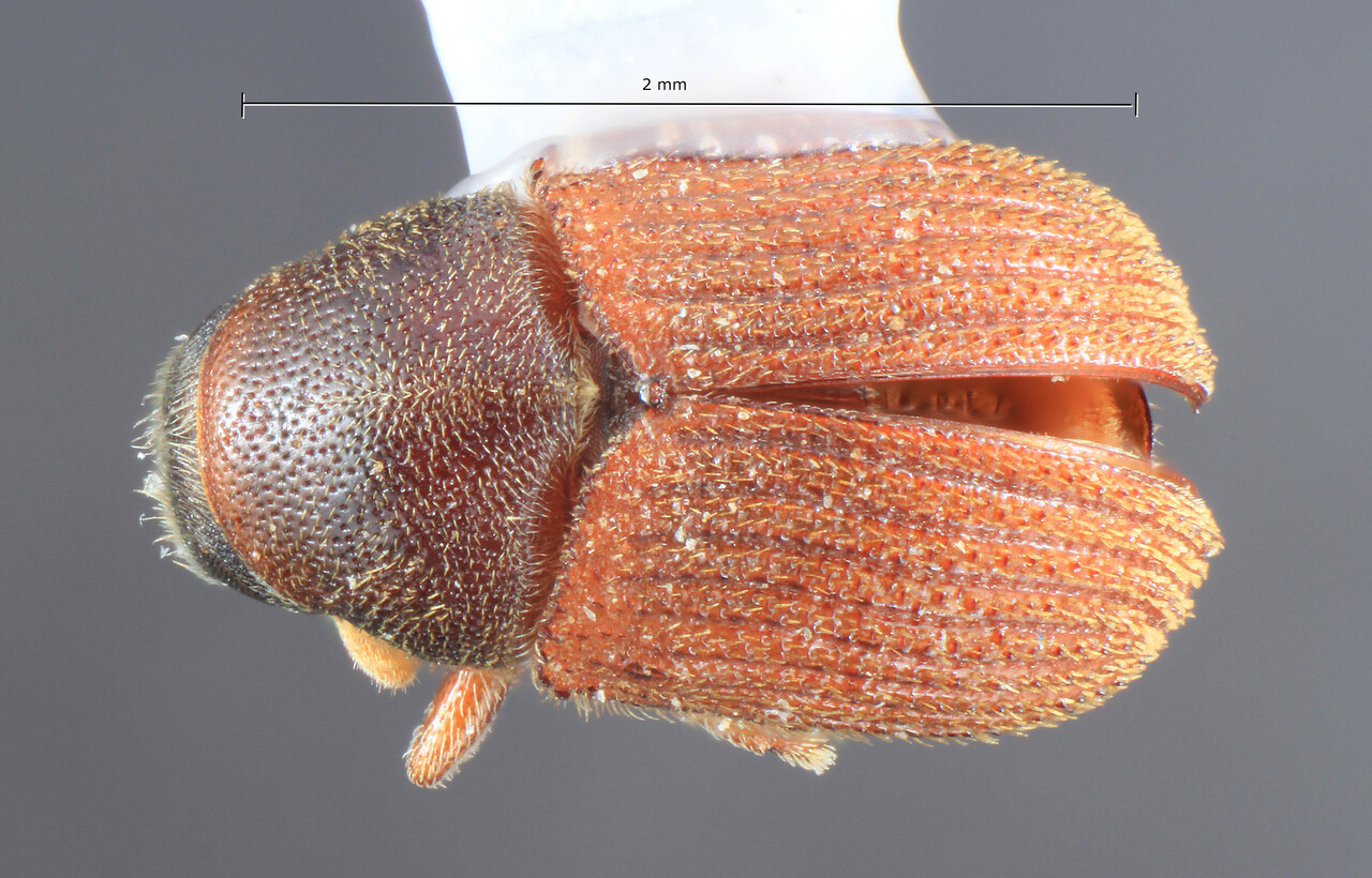 Genus / Species: Phloeosinus taxodii taxodiicolens | Image Author: TH Atkinson | Location: México, México, Texcoco | Collection: University of Texas Insect Collection